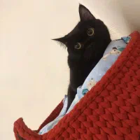 واگذاری، شناسنامه داره عقیم شده واکسن زده