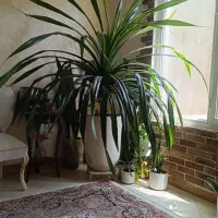 گل غول پیکر پاندانوس|گل و گیاه طبیعی|مشهد, نکاح|دیوار