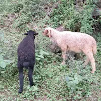 ۲عدد بره گوسفند نر و ماده ۴ماهه تالشی علفخوار بز
