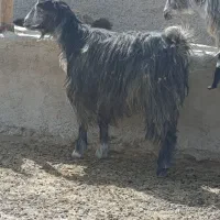 میش بز کهره بره|حیوانات مزرعه|مرودشت, ده بید|دیوار