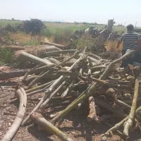 خریدار انواع چوب|خدمات باغبانی و درختکاری|پارس‌آباد, |دیوار