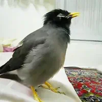 مینا سخنگو صد کلمه استسنایی