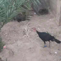 بوقلمون
