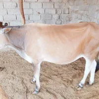 جزینک روستا صفدر میربیک