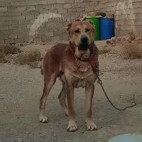 سگ فروشی|سگ|قائن, |دیوار