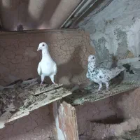 دوتا دورگ امیدیه