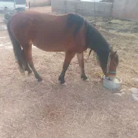 اسب|اسب و تجهیزات اسبسواری|ایلام, |دیوار