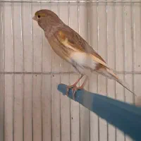 چهار عدد ماده ابلغ. جفت خور سهره|پرنده|شیراز, شهرک صدا و سیما|دیوار