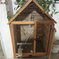 قفس عروس هلندی