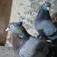 تعدادی کفتر