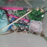 آکواریوم و لوازم جانبی آکواریوم|ماهی|تبریز, |دیوار