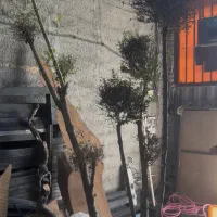 فروش درخت تزیینی مورت پیوندی