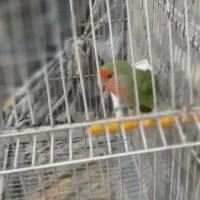 طوطی برزیلی|پرنده|اردبیل, |دیوار