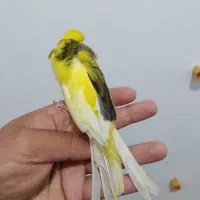 قناری سوپری نر