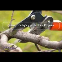 هرس درخت پسته و...