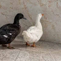 اردک
