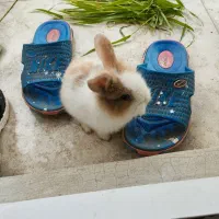 خرگوش مینیاتور بسیار زیبا رام