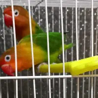 طوطی برزیلی     و گرینچیک   توضیحات بخوان‌