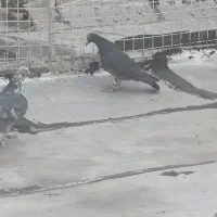 پلاکی|پرنده|شیراز, ماه فیروزان|دیوار