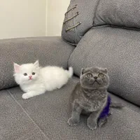 پشمالو های آروم