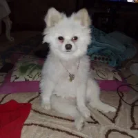 سگ پامرین اصیل|سگ|محمدشهر, محمدشهر|دیوار