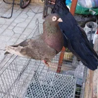 کبوتر زاغ صربستانی|پرنده|ارومیه, |دیوار
