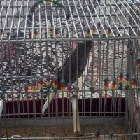 قناری نر|پرنده|صحنه, |دیوار