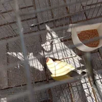 طوطی،کتوله برزیلی ،مرغ عشق