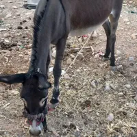 الاغ