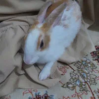خرگوش ماده