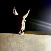 خر ماده|حیوانات مزرعه|شاهرود, |دیوار