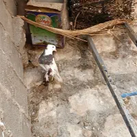 کبوتر طوقی|پرنده|وراوی, |دیوار