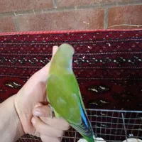 دو عدد کوتوله تازه دون خور شده|پرنده|شهرکرد, |دیوار