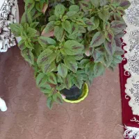 گلهای حسن یوسف|گل و گیاه طبیعی|ایوان, |دیوار