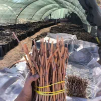 قلمه انگور|خدمات باغبانی و درختکاری|تربتحیدریه, باغ سلطانی|دیوار