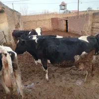 گاو شیری|حیوانات مزرعه|نیشابور, مازول|دیوار