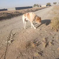 مشهد|سگ|رضویه, |دیوار