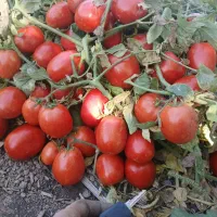 گوجه ربی و گرد سوپر تاج ب سر.