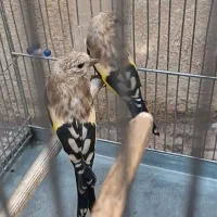 سهره جوجه کورپه