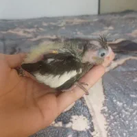 جوجه طوطی عروس سرلاکی پر پوش