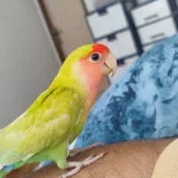 طوطی برزیلی رام رام نر مست|پرنده|رضوانشهر, |دیوار