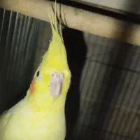 عروس هلندی لوتینو دستی