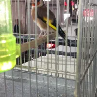 سهره جوجه و (جفتی )|پرنده|تهران, خاوران|دیوار