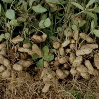 با احترام و خسته نباشید