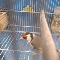 سرسیاه جهرمی گل قفل مس مسابقه ای