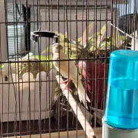 قناری نر|پرنده|مشکین‌دشت, |دیوار