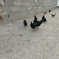 نیمچه گلین لری و تخم نطفه دار استرالوپ ویاندوت|حیوانات مزرعه|تبریز, |دیوار