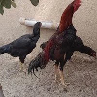 دو مرغ و خروس