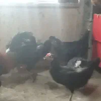 مرغ خروس