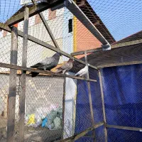 3عدد کبوتر جوان برای فروش